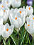Крокус 5шт великоквітковий Jeanne d'Arc (Йеанне Д’арк), фото 7