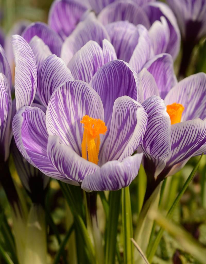 Крокус 5шт великоквітковий King Of The Striped (Кінг Оф Те Стріпед), фото 1