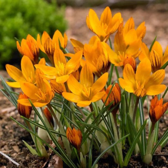 Крокус 5шт Olivieri Balansae (Олівіері Балансе), фото 1