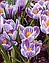 Крокус 5шт великоквітковий Pickwick (Піквік), фото 3
