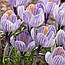 Крокус 5шт великоквітковий Pickwick (Піквік), фото 4