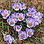 Крокус 5шт великоквітковий Pickwick (Піквік), фото 6