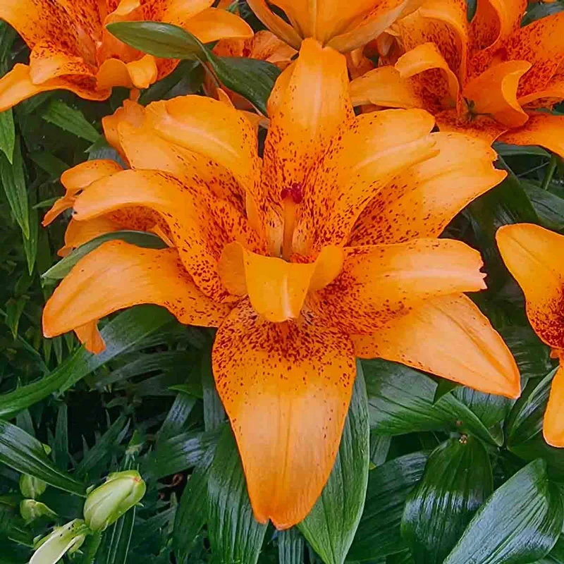 Лілія махрова "Double Love" (великі цибулини 14/16) 1шт, фото 1