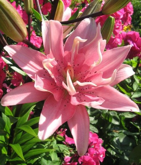 Лілія (великі цибулини 14/16) Elodie (Елоди) махрова азіатська, фото 1