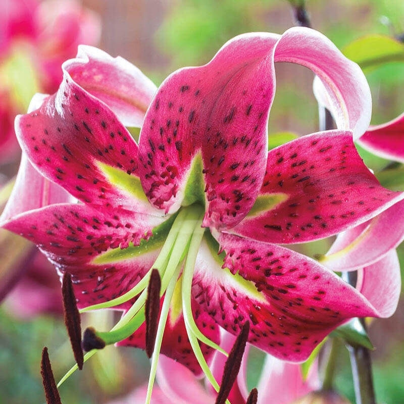 Лілія (великі цибулини 14/16) Miss Feya (Місс Феіа) 1шт, фото 1