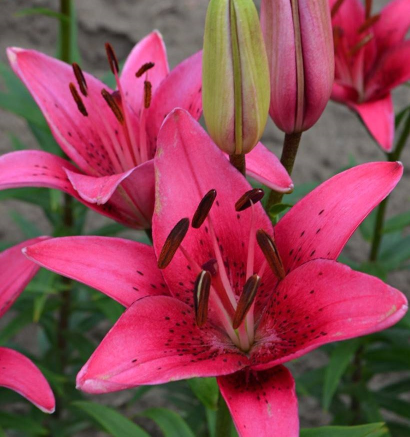 Лілія (великі цибулини 14/16) азіатський гібрид Pink County (Пінк Коунті), фото 1