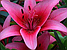 Лілія (великі цибулини 14/16) азіатський гібрид Pink County (Пінк Коунті), фото 4