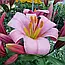 Лілія (великі цибулини 14/16) трубчаста Pink Planet (Пінк Планет), фото 4