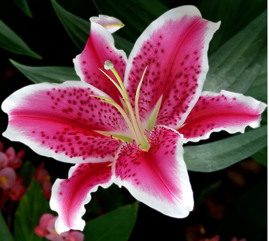 Лілія (великі цибулини 14/16) тигрова орієнтальна Star Gazer, фото 1