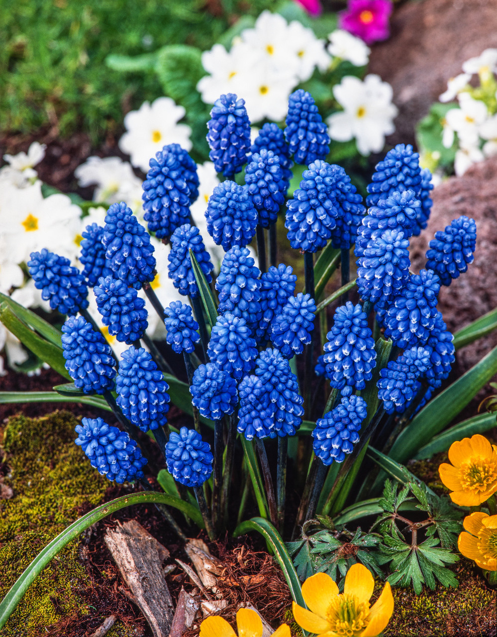 Мускарі 5шт Dark Eyes (Дарк Еіес), фото 1