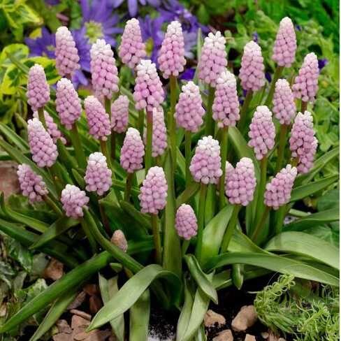 Мускарі 2шт Pink Sunrise (Пінк Сунрісе), фото 1