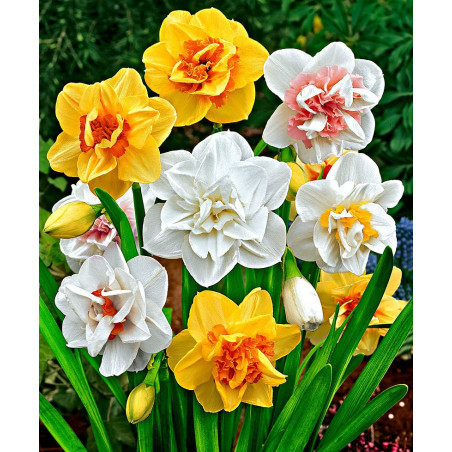 Нарцис 10шт СуперМахровий мікс (преміум цибулини), фото 1