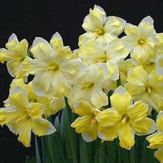 Нарцис 2шт Cassata (Кассата), фото 1