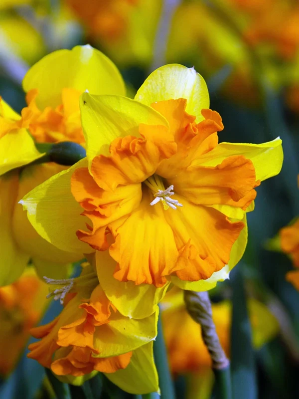 Нарцис 2шт Congress (Конгресс), фото 1