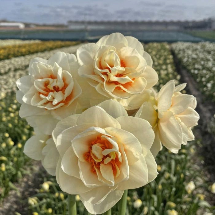 Нарцис 2шт Gay Tabor (Гаі Табор), фото 1