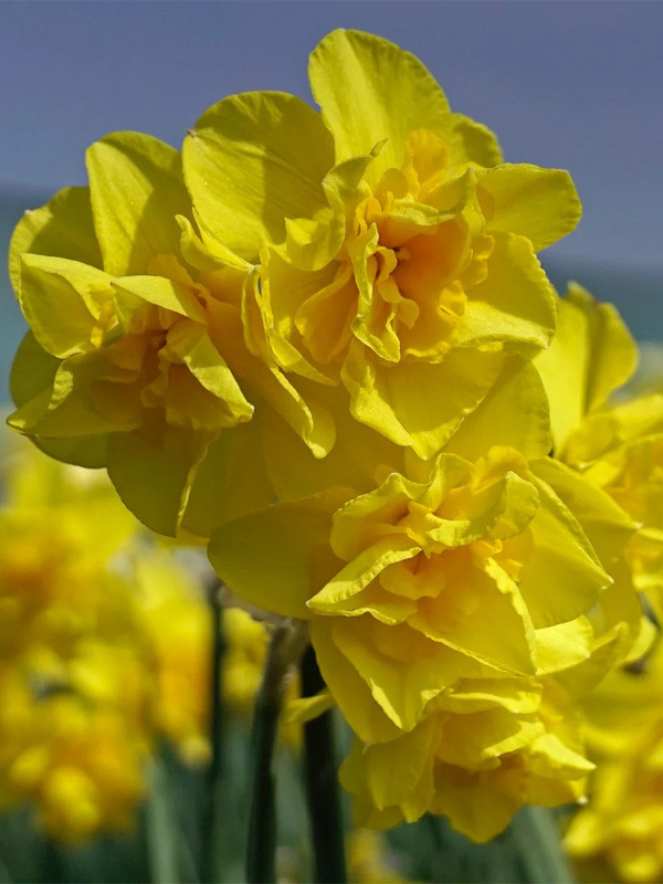 Нарцис 2шт Golden Deilicious (Голден Деілікіоус), фото 1