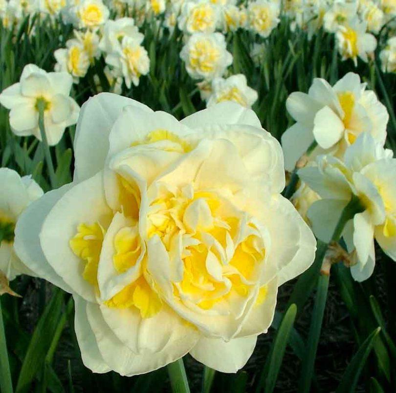 Нарцис 2шт Lingerie (Лінгеріе), фото 1