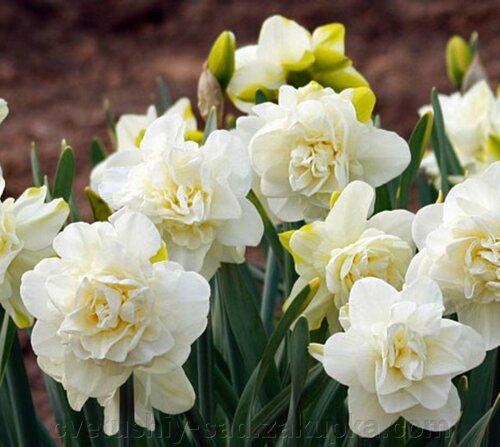 Нарцис 2шт Obdam (Обдам), фото 1