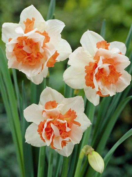 Нарцис 2шт Replete (Реплете), фото 1