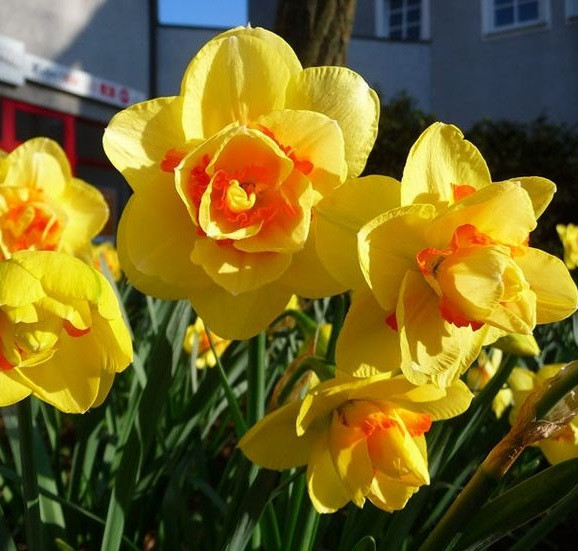 Нарцис 2шт Tahiti (Тахіті), фото 1