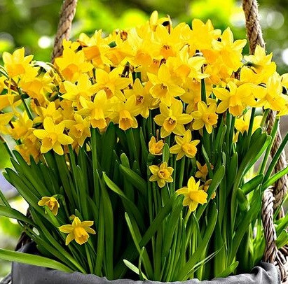 Нарцис 3шт Tete a Tete (Тете А Тете), фото 1