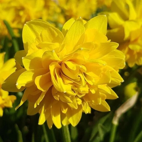 Нарцис 2шт Tete de Luxe (Тете Де Луксе), фото 1