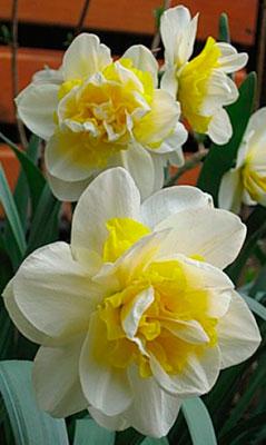 Нарцис 2шт White Lion (Вхіте Ліон), фото 1