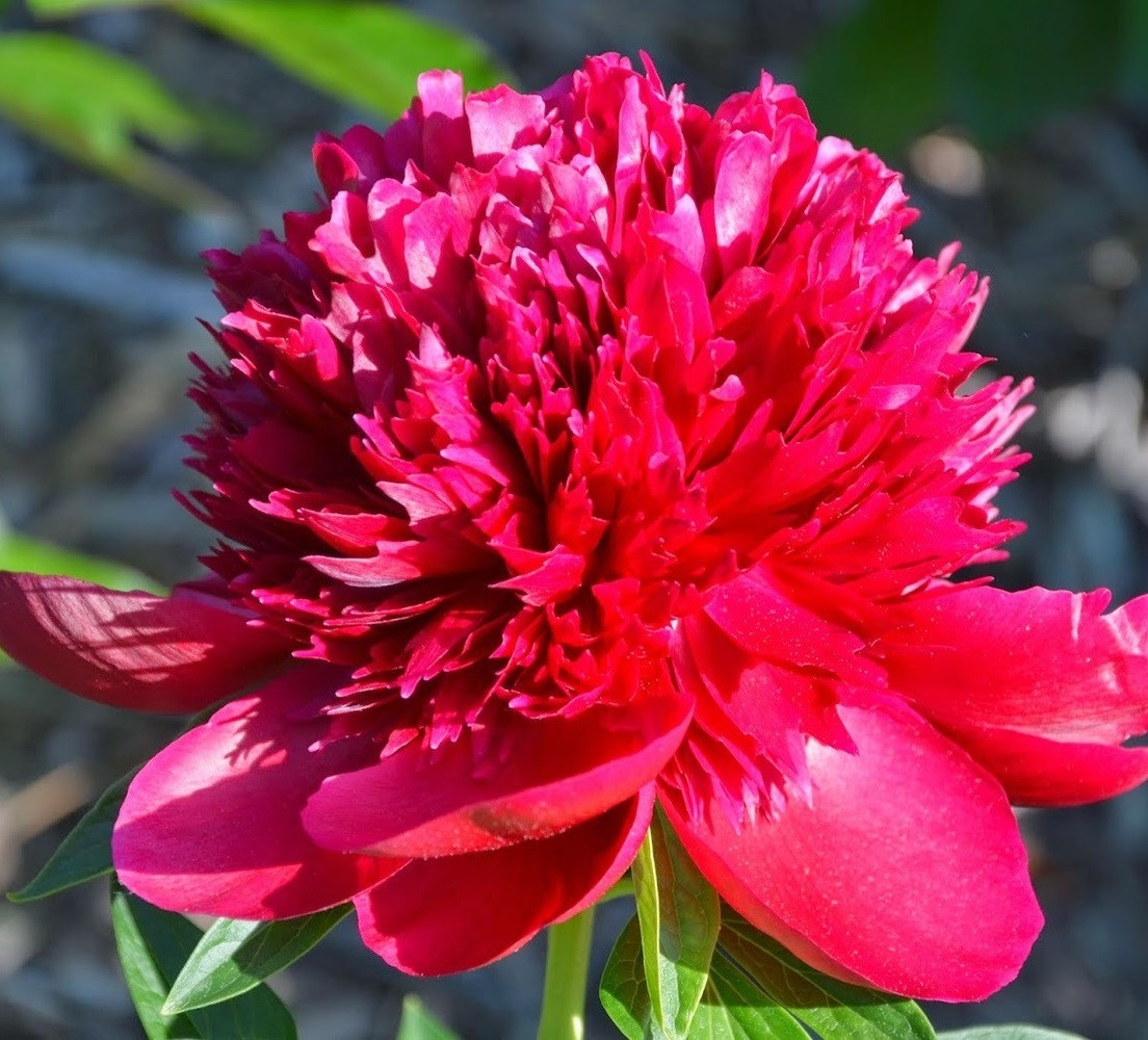 Півонія Command Performance 2/3бруньки 1шт (корневище), фото 1