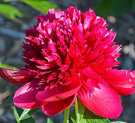 Півонія Command Performance 2/3бруньки 1шт (корневище)