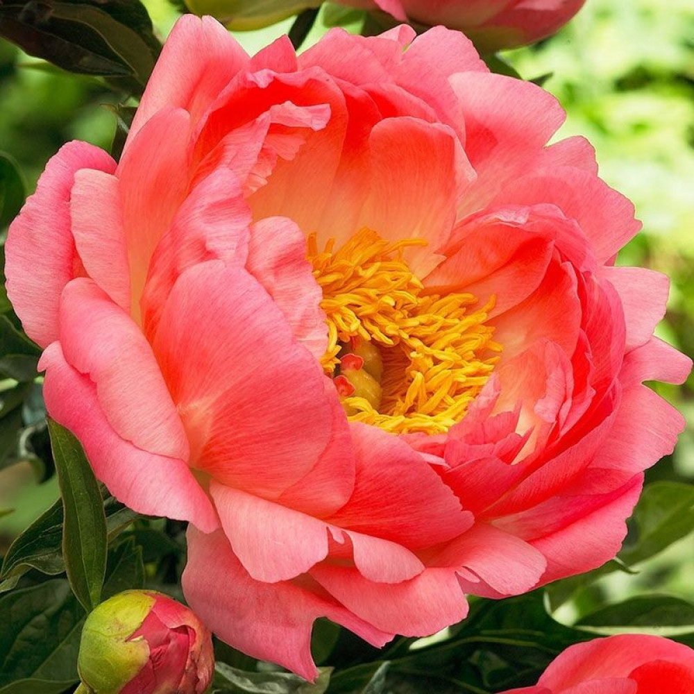 Півонія Coral Sunset 2/3бруньки  (корневище) 1шт, фото 1