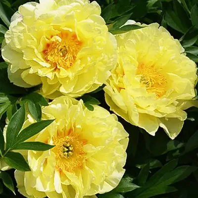 Півонія Bartzella ITOH 2/3бруньки (корневище) 1шт, фото 1