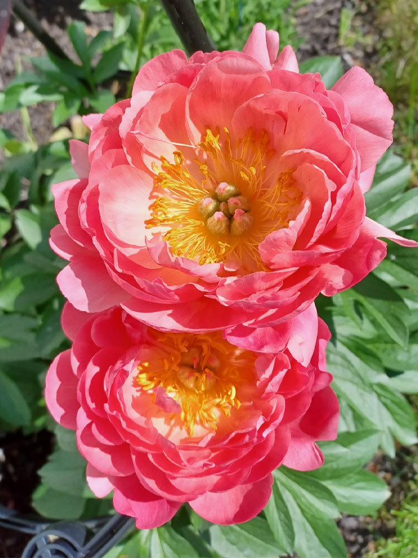 Півонія "Pink Hawaiian Coral" 2/3 бруньки (корневище), фото 1