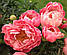 Півонія "Pink Hawaiian Coral" 2/3 бруньки (корневище), фото 4