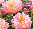 Півонія "Pink Hawaiian Coral" 2/3 бруньки (корневище), фото 7