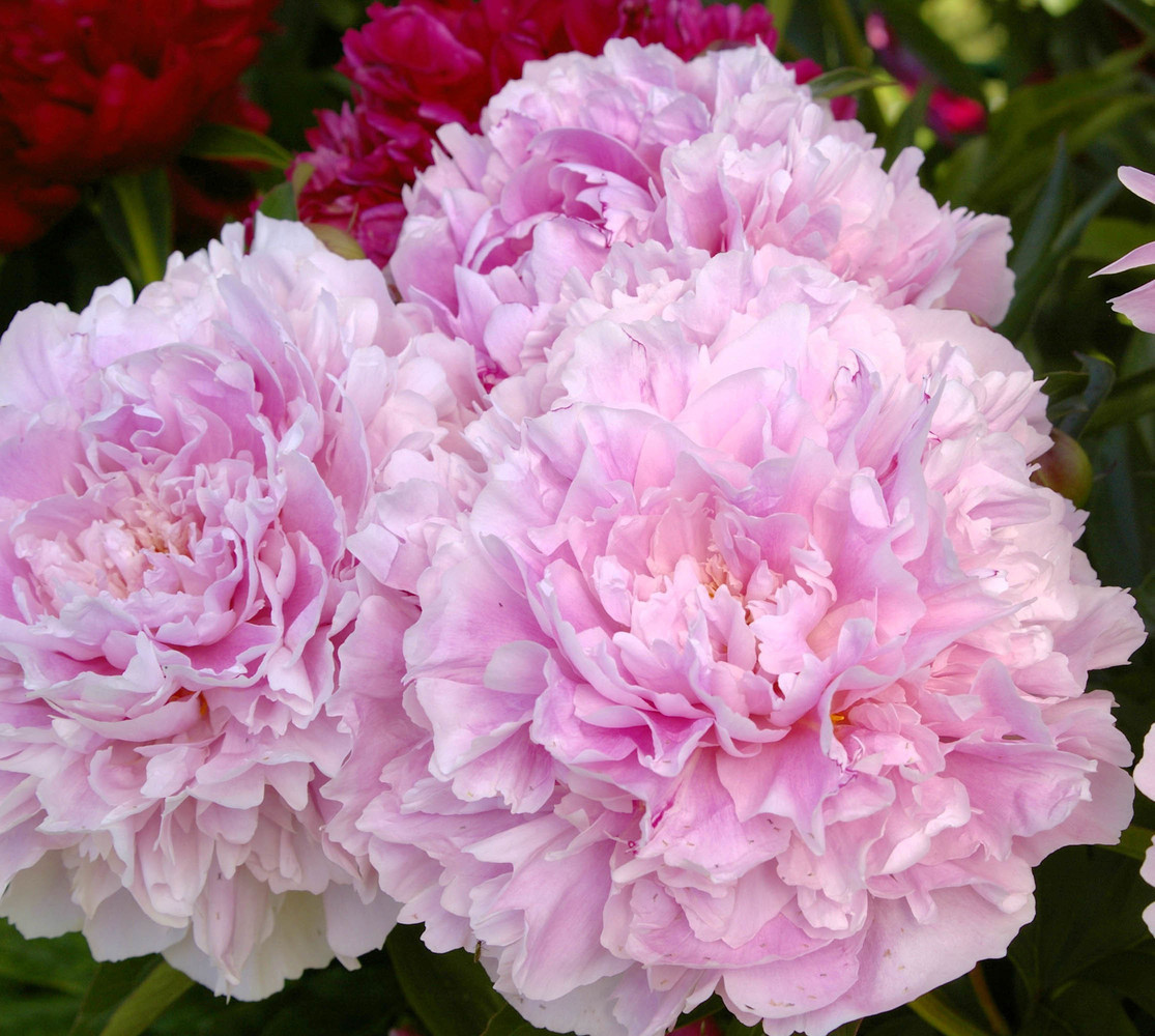 Півонія Sarah Bernhardt 2/3бруньки (корневище) 1шт, фото 1