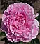 Півонія Sarah Bernhardt 2/3бруньки (корневище) 1шт, фото 3