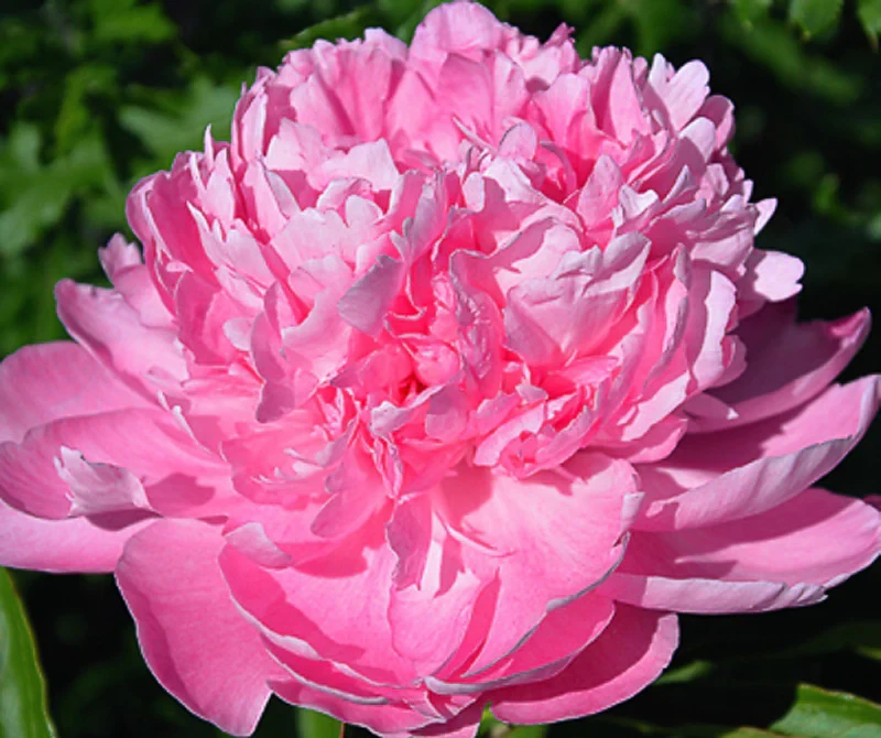 Півонія Suzie Q (корневище) 1шт, 2-3 бруньки, фото 1