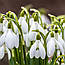 Підсніжник 5шт Woronowii (Воронова) циулини 5/6, фото 3