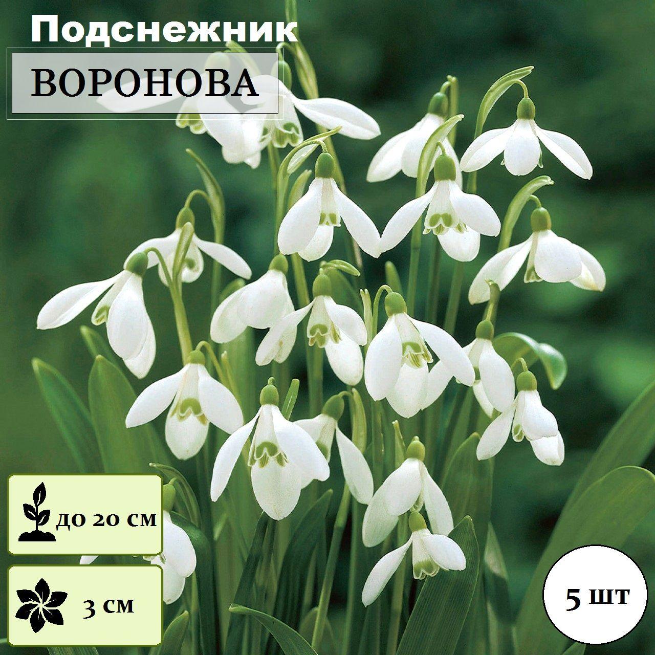Підсніжник 5шт Woronowii (Воронова) циулини 5/6, фото 1