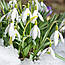 Підсніжник 5шт Woronowii (Воронова) циулини 5/6, фото 5