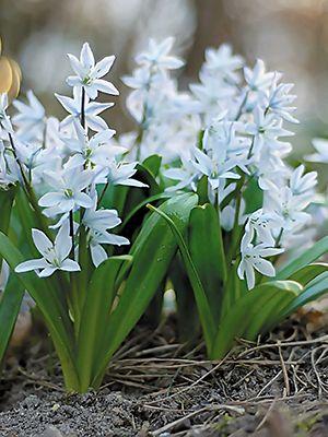 Проліска 5шт Mischtschenkoana (Місхтсхенкоана), фото 1