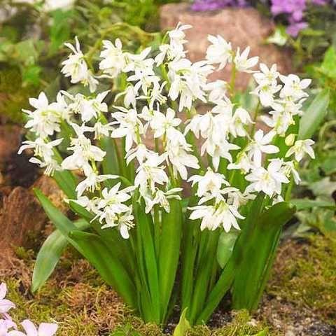 Проліска 5шт Siberica Alba (Сіберіка Алба) цибулини, фото 1