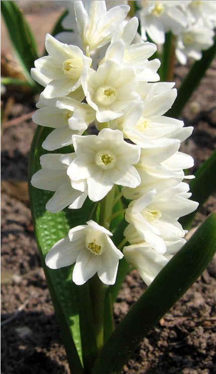 Пушкінія 5шт Libanotica Alba (Лібанотіка Алба), фото 1