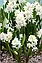 Пушкінія 5шт Libanotica Alba (Лібанотіка Алба), фото 7