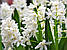Пушкінія 5шт Libanotica Alba (Лібанотіка Алба), фото 8
