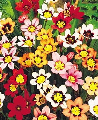 Спараксіс 10шт Tricolor Mix (Тріколор Мікс), фото 1