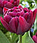 Тюльпан 2шт Alison Bradley (Алісон Брадлеі), фото 5