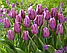 Тюльпан 2шт Blue Beauty (Блуе Беауті), фото 3