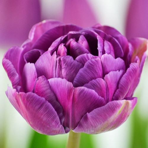 Тюльпан 2шт Blue Diamond (Блуе Діамонд), фото 1