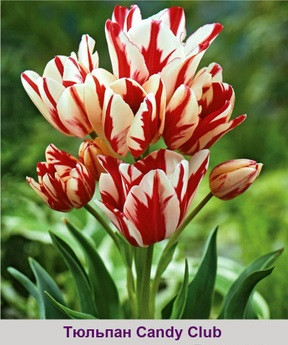 Тюльпан 2шт Candy Club (Канді Клуб), фото 1